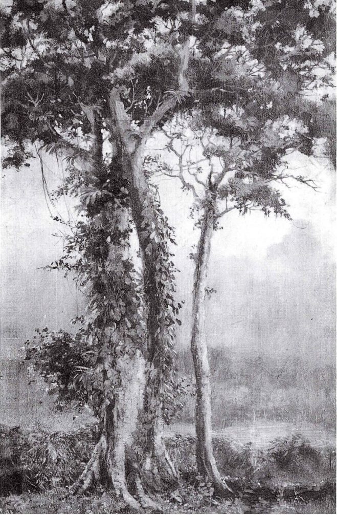 Spathodea op Parakan Salak (1913)