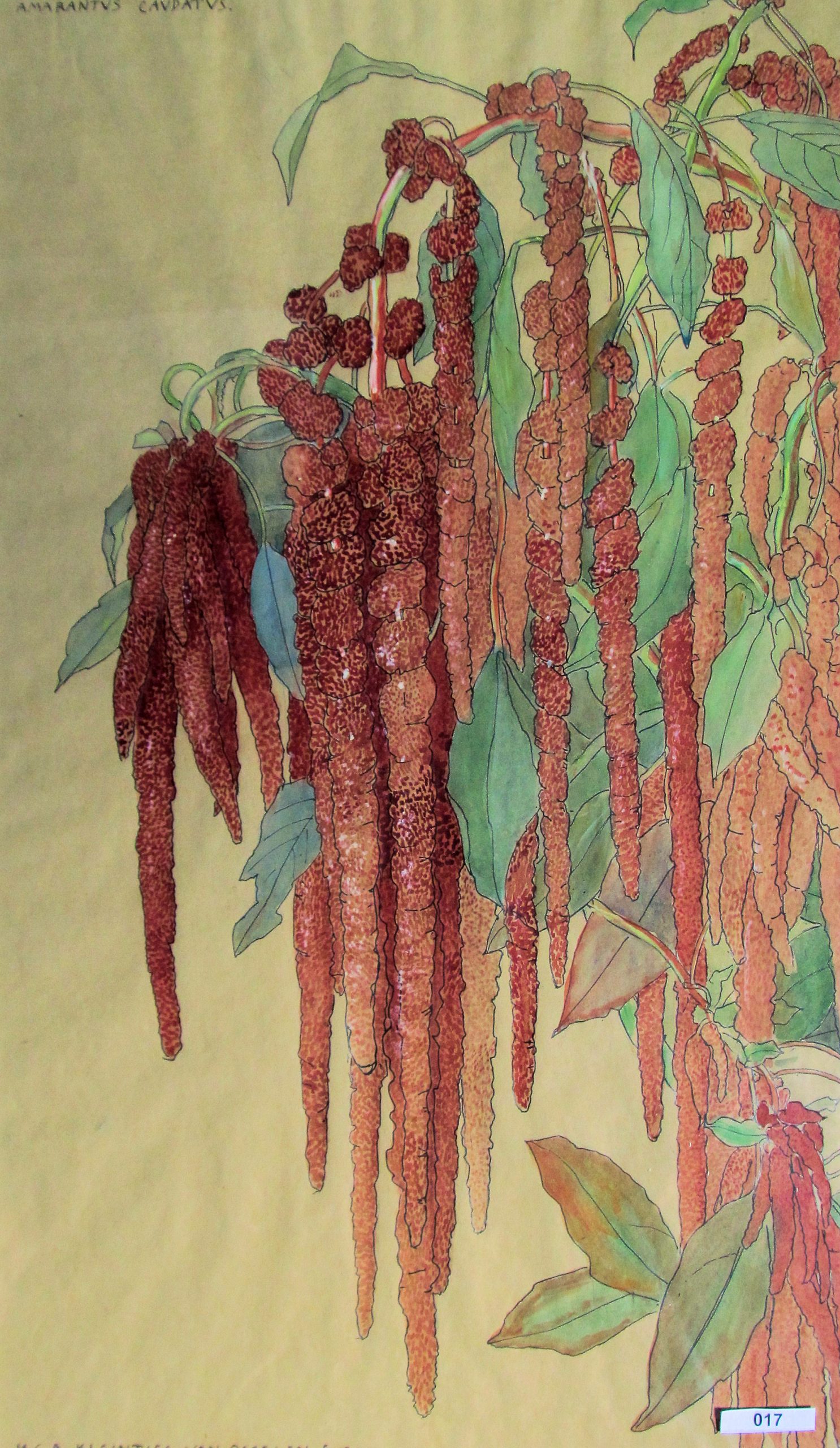 Exotische plant op Java: Amarantus Caupatus(1913)